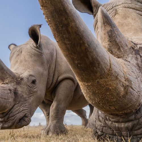 Two rhinos captured up close showing the enormity of their horns and stoic presence.