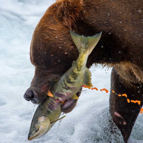 A bear with a trout in it's mouth, breaking guts with its teeth.