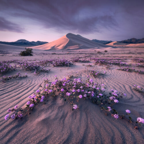 Desert landscape with lavender colored flowers and sky, a sand dune in the distance.