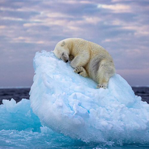 Polar bear sleeping happily on iceberg cap.