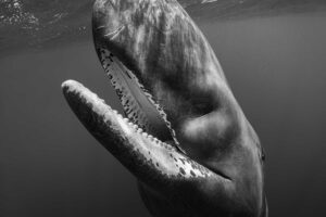 Whale with mouth slightly open up close.