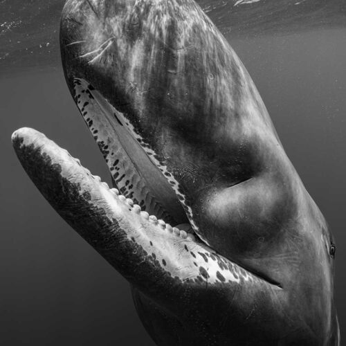 Whale with mouth slightly open up close.