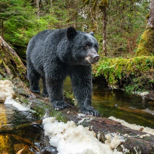 Photo of a bear on a log
