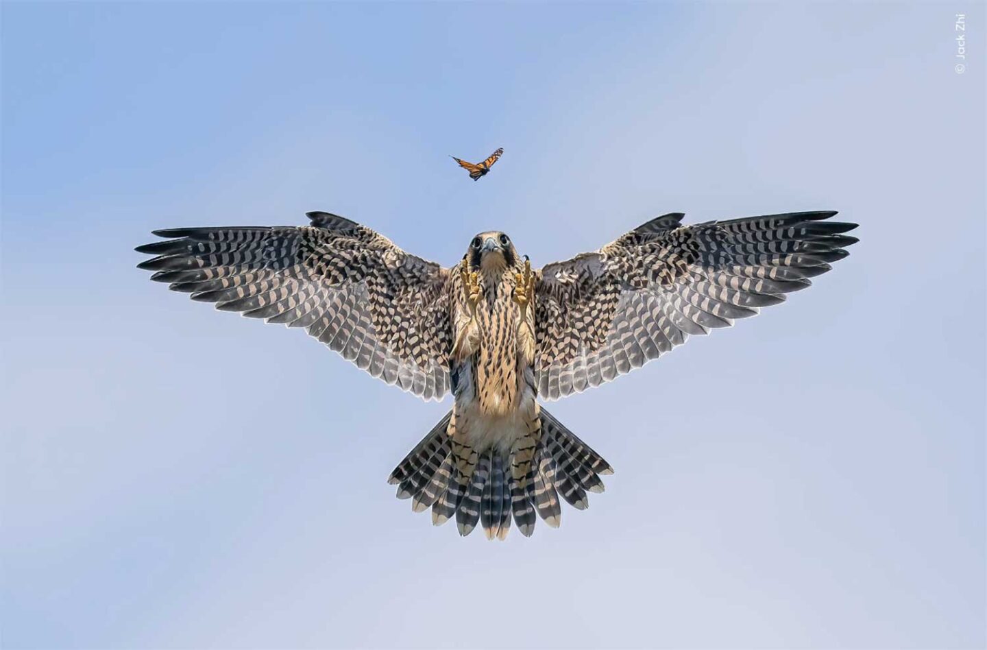 10 Stunning Winners from Wildlife Photographer of the Year - Wild Eye ...