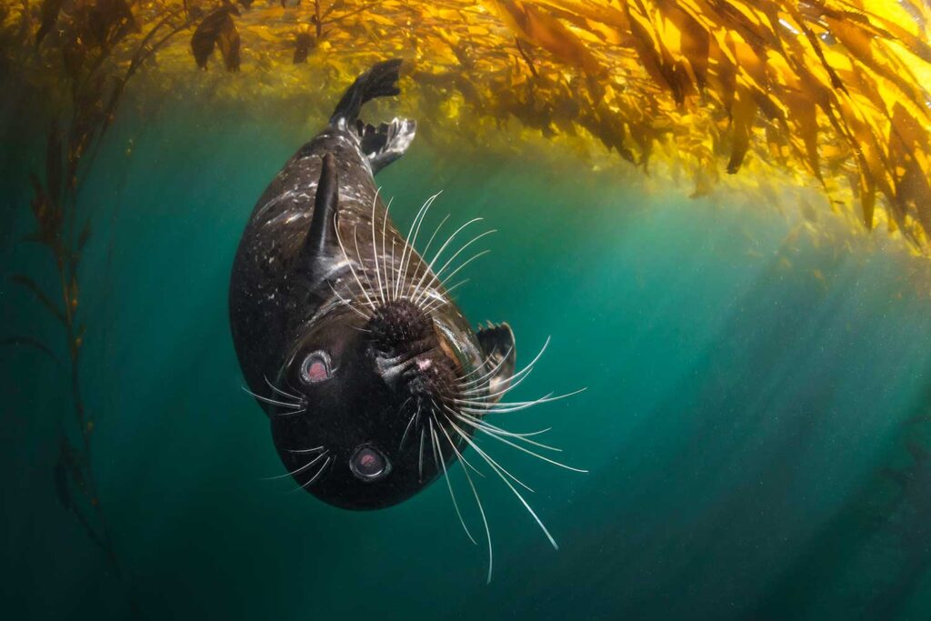 Photo of a harbor seal in the water near a kelp bed