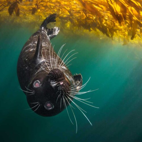 Photo of a harbor seal in the water near a kelp bed