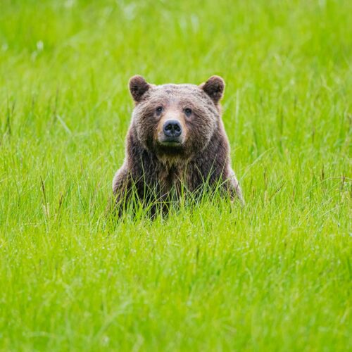 Photo of bear 399