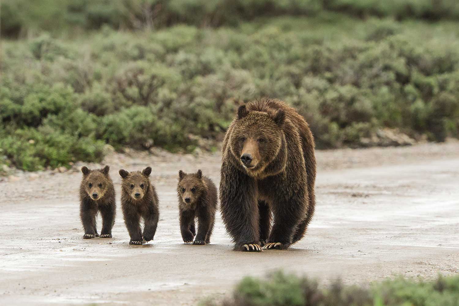 Photo of grizzly bear 399 and cubs walking down a dry river bed