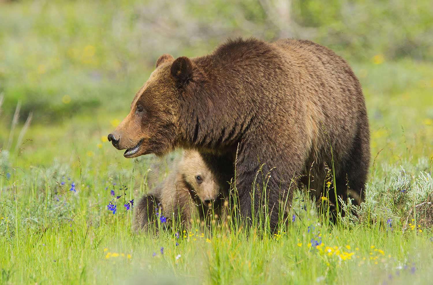 grizzly bear 399 and cub standing together, mother protecting cub in a field of flowers and green grass