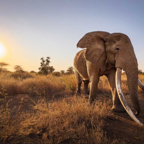 Photo of an elephant walking at sunset in Africa