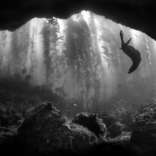 Black and white photo of a seal underwater in the mouth of a cave