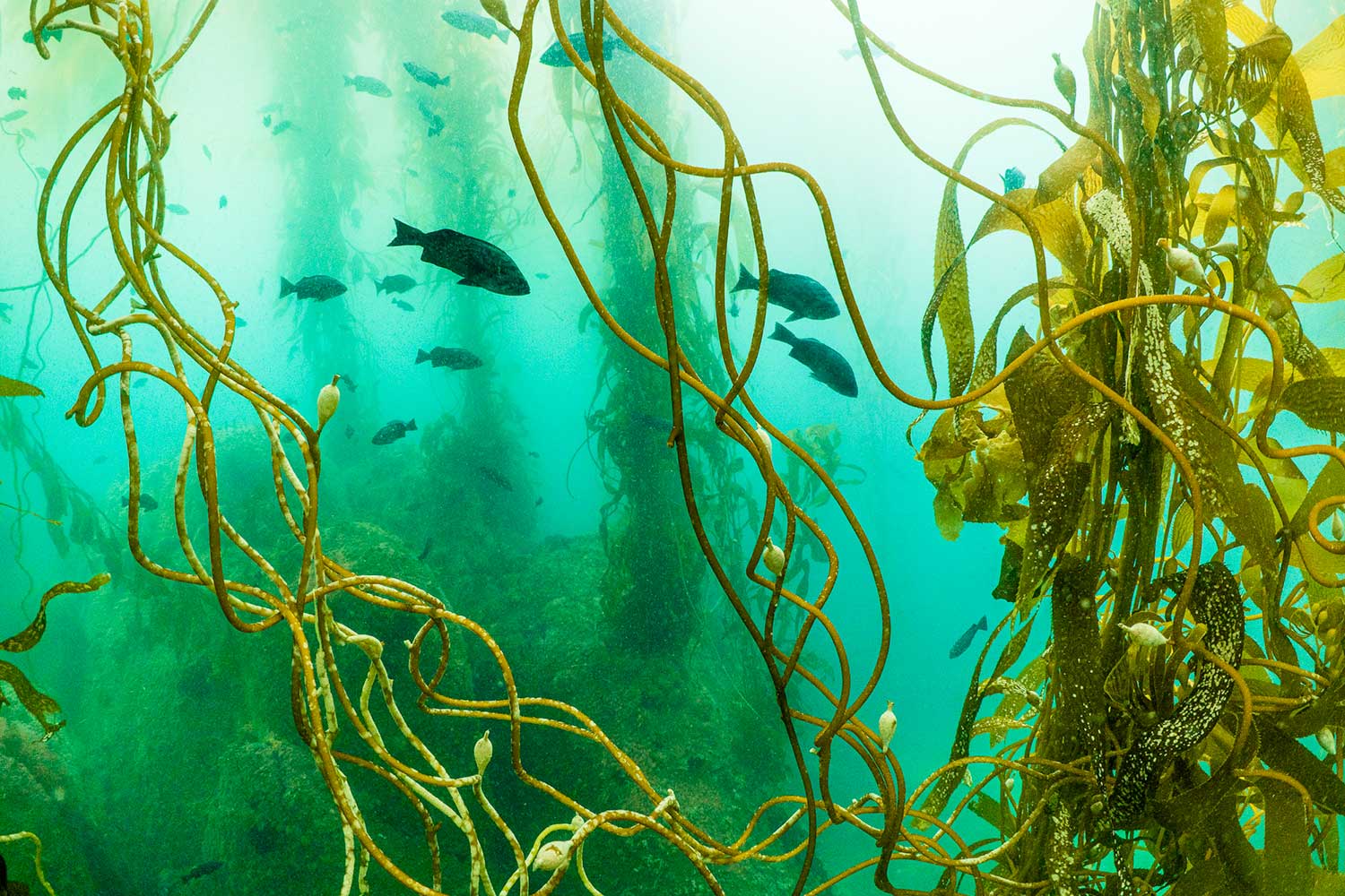 Photo of fish swimming in a sea of kelp