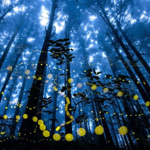 Photo of a forest at night with blue background and yellow fireflies