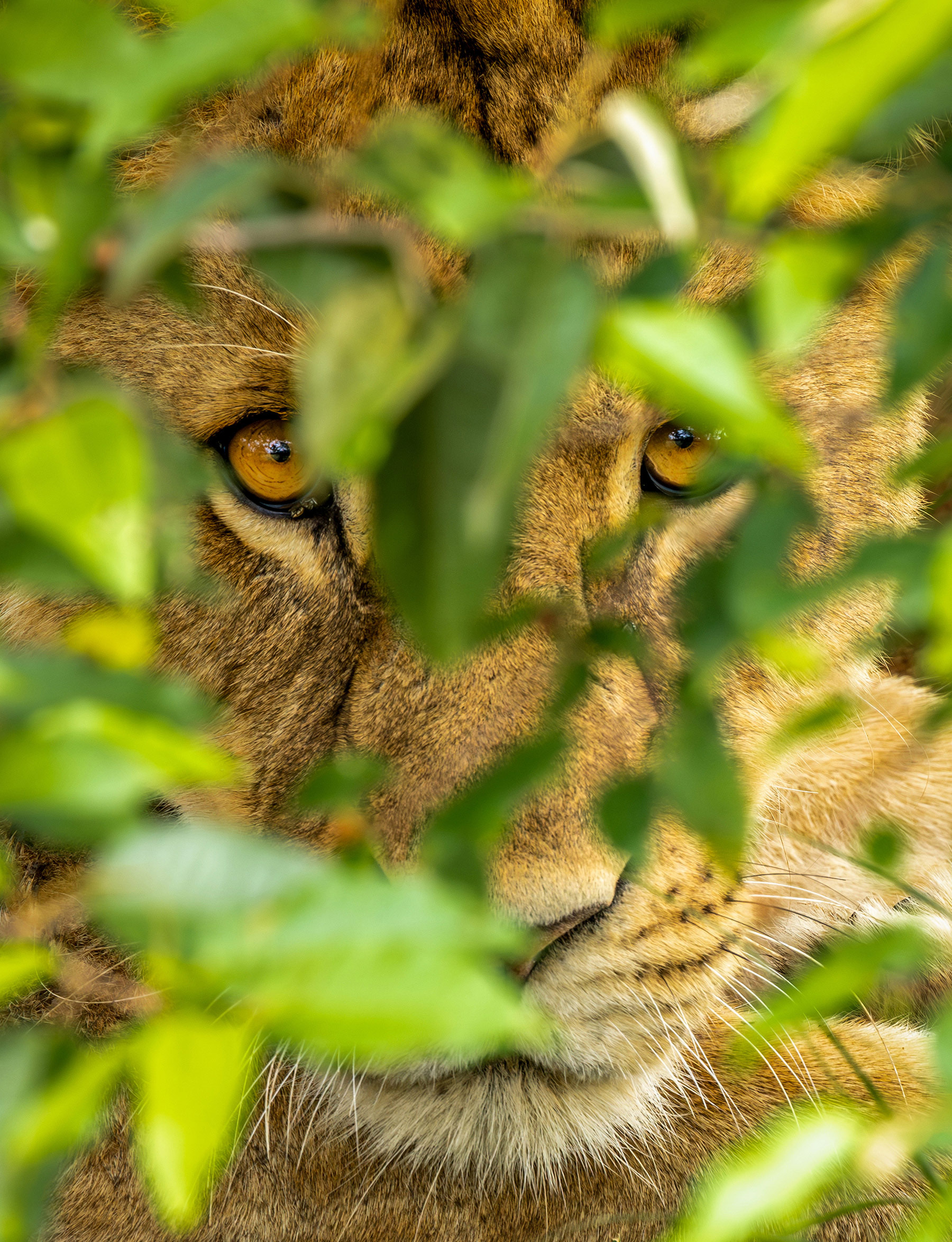Photo of a lion looking through leaves