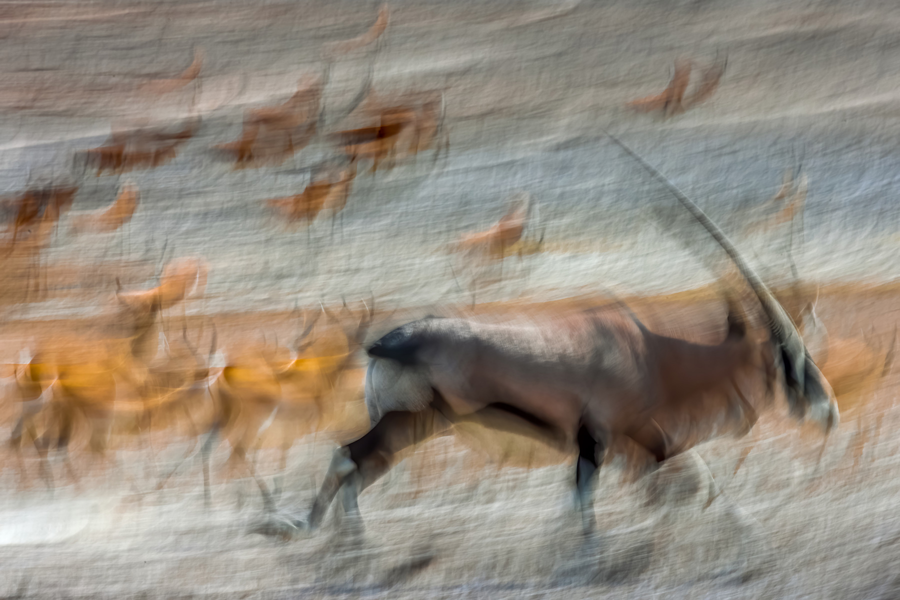 Photo of antelope running with motion blur