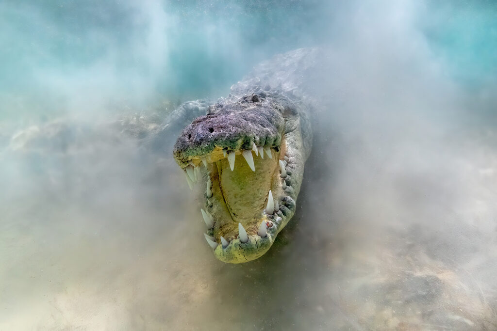 Photo of an American crocodile with its mouth open