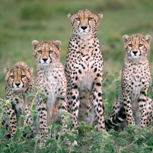 A family of four cheetahs sitting in the grass, staring intently at the cameraman.