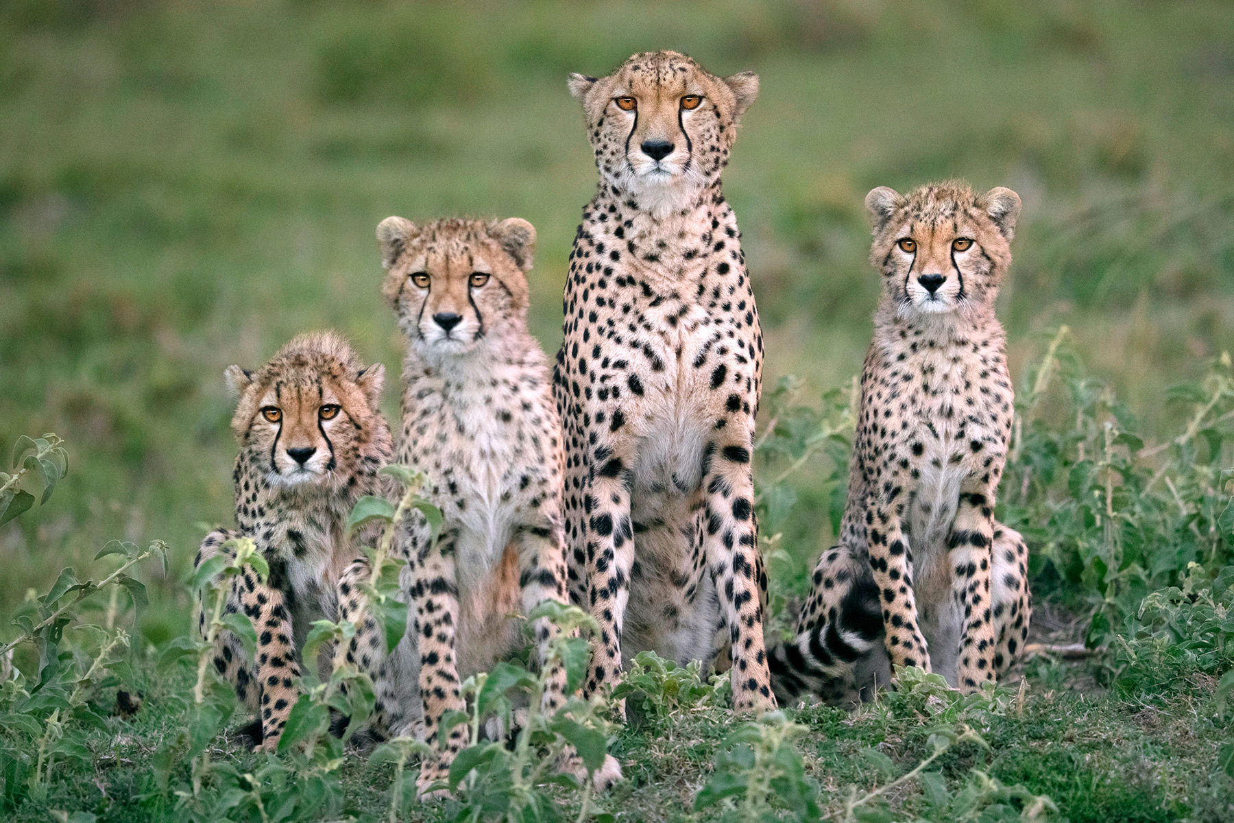 A family of four cheetahs sitting in the grass, staring intently at the cameraman.