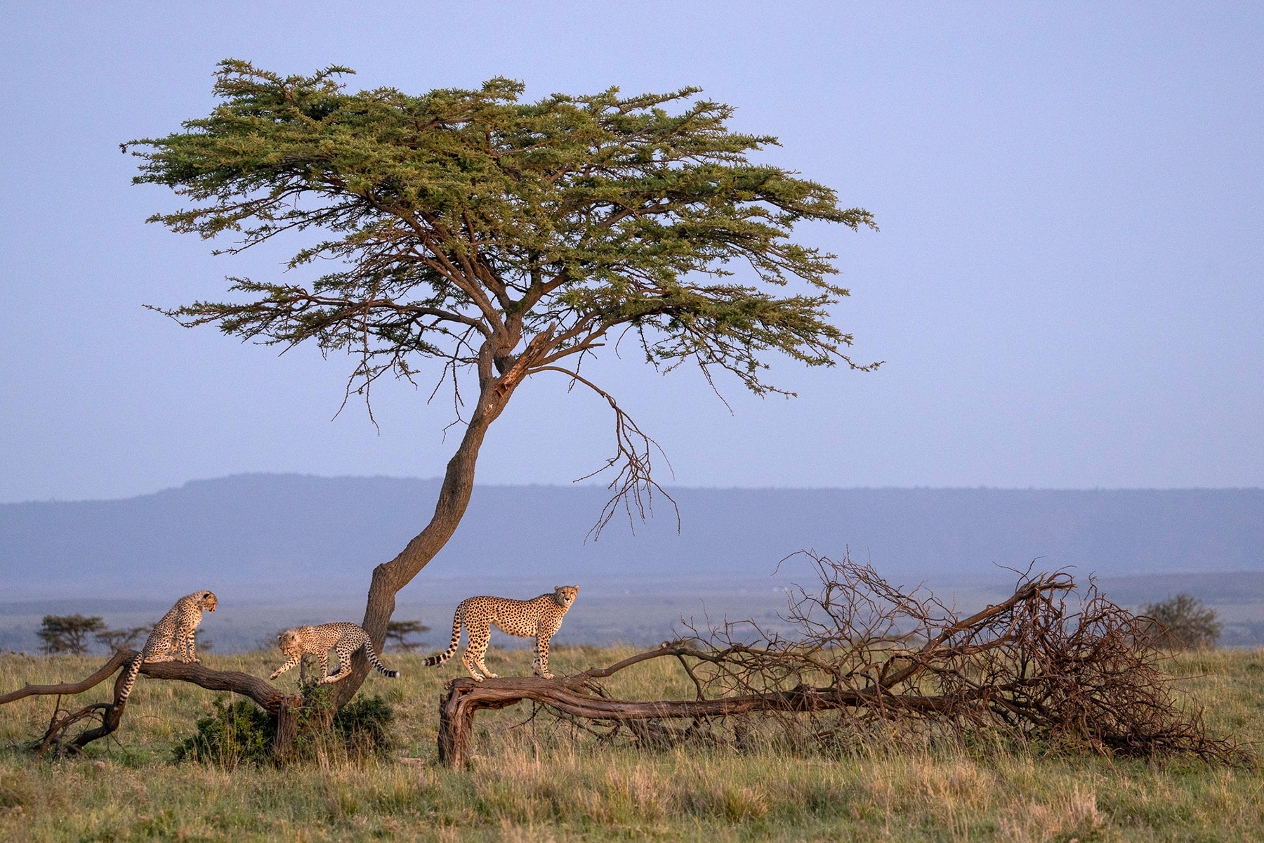 In the African desert, a family of four cheetahs roam the landscape.