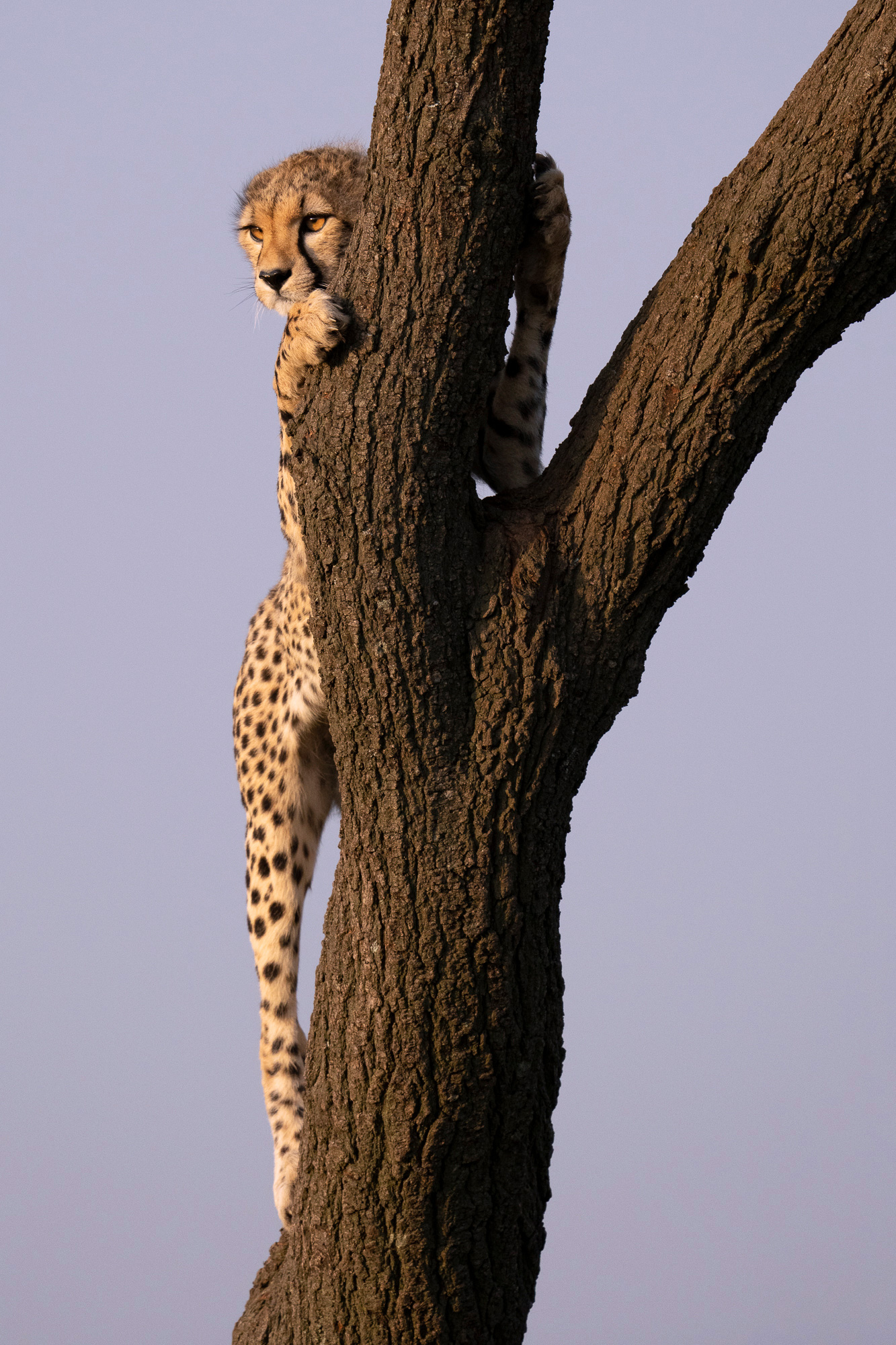 A cheetah clings and climbs onto a tree, intently looking in the distance for prey to avoid.