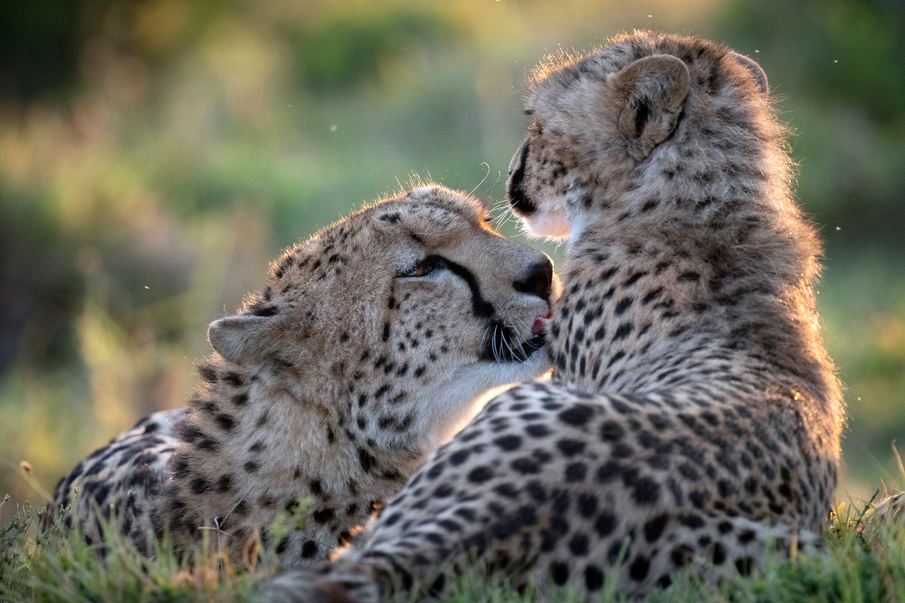 A mother cheetah gently caresses and kisses her baby cub in a green meadow.