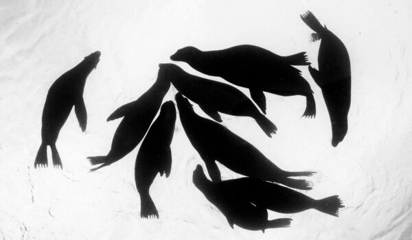A group of sea lions creating a perfect silhouette. Simplicity at its finest, with just the right amount of contrast and drama.