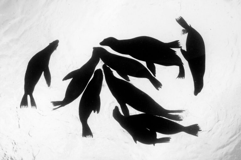 A group of sea lions creating a perfect silhouette. Simplicity at its finest, with just the right amount of contrast and drama.