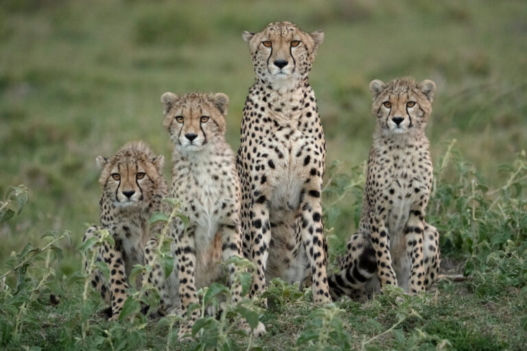 A family of four cheetahs sitting in the grass, staring intently at the cameraman.