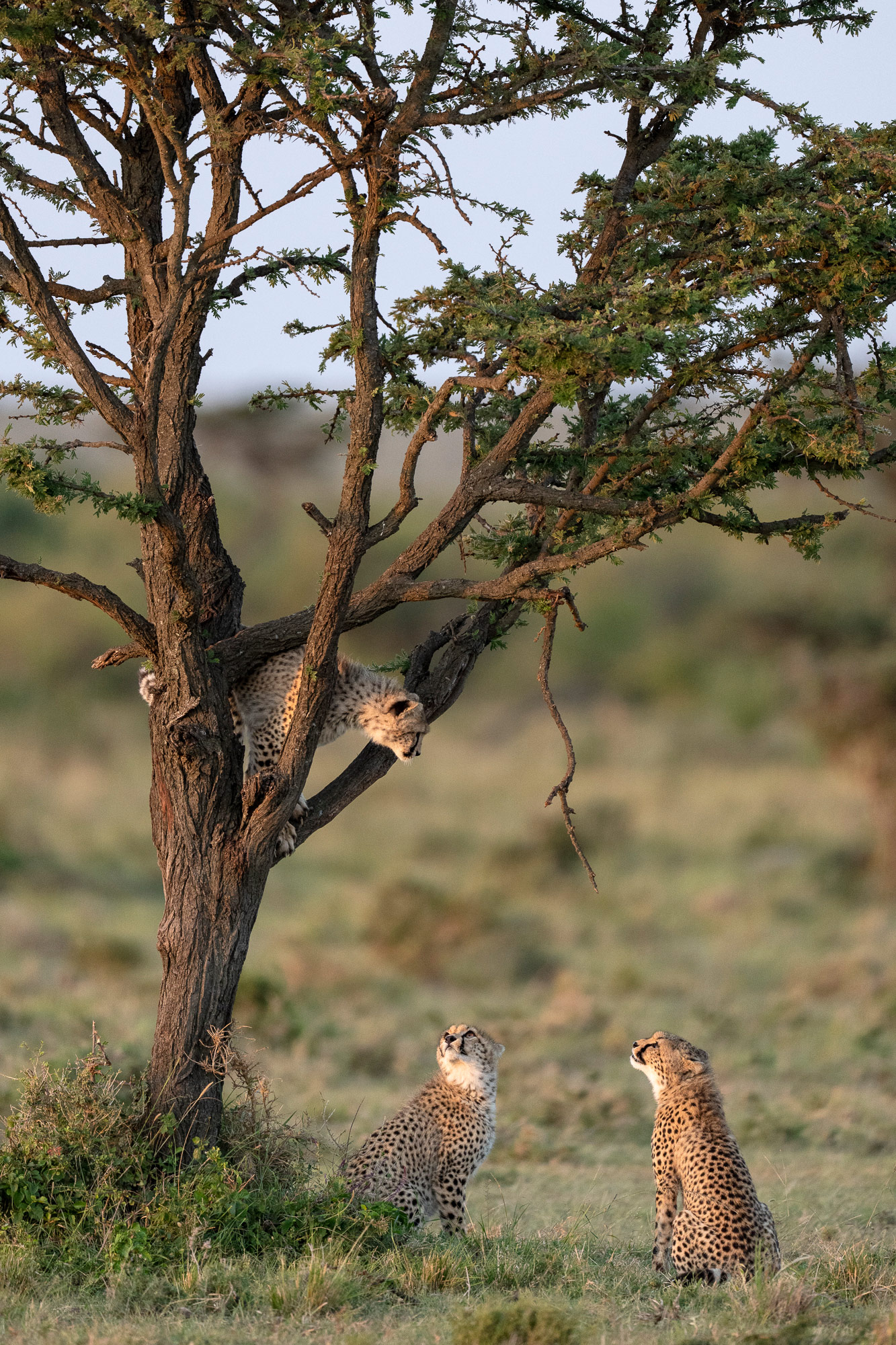 A cheetah up in a tree while its family stares up, below the tree intently watching and playing.