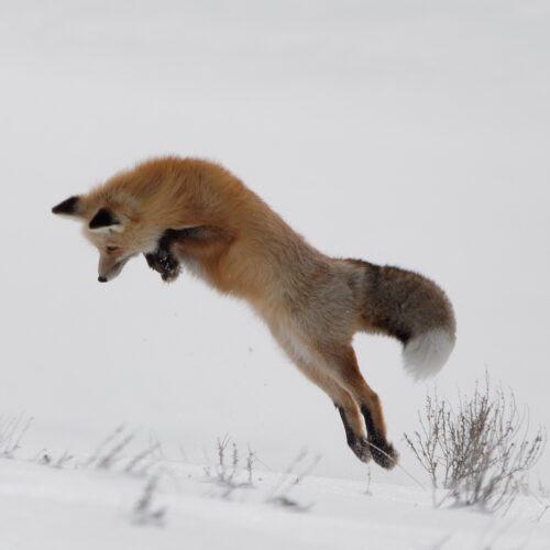Red fox (Vulpes vulpes) leaps high into the air to pounce on a small rodent beneath the snow. Yellowstone National Park, Wyoming
