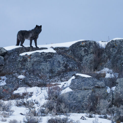 A stoic dark wolf stands atop a large rock formation, looking directly at the photographer.