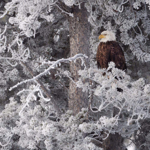 An eagle sits atop a wintery snow-dusted tree, looking stoic and focused while in focus.