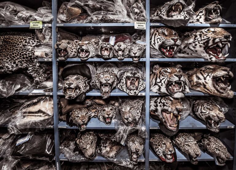 Denver, Colorado Confiscated leopard and tiger faces stare eerily in death from shelves at the U.S. Fish and Wildlife Service’s National Wildlife Property Repository.