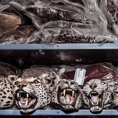 big cats on a shelf