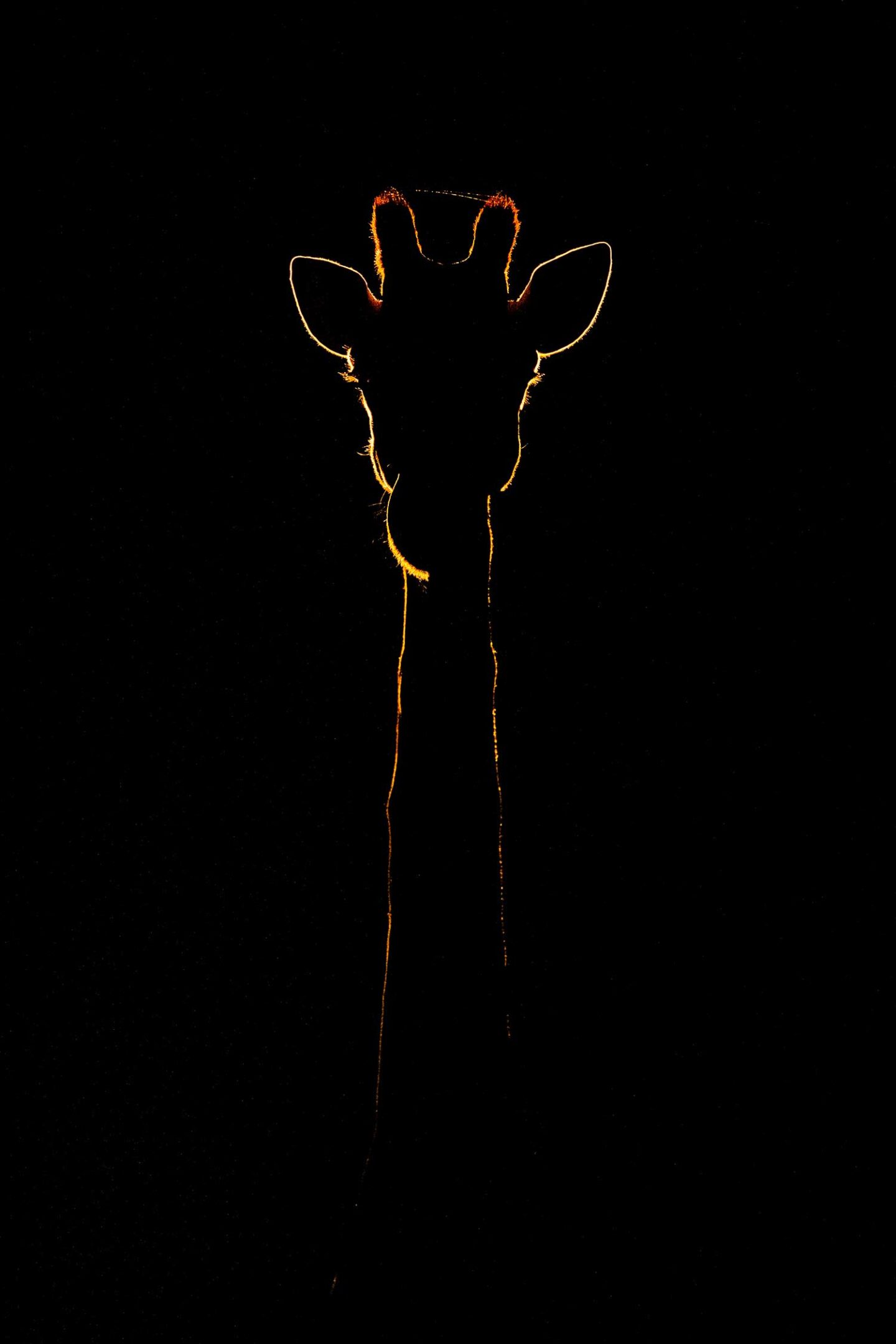 Wildlife Photography: Easy Lighting Tricks for Stunning Photos