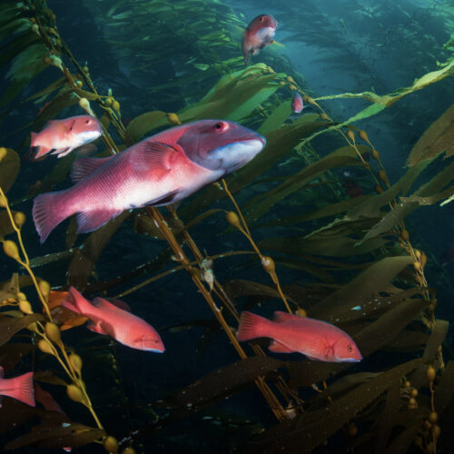 A school of red fish underwater swimming in seaweed.