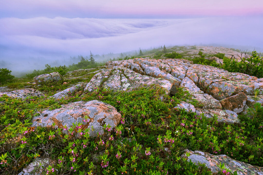 Flowering shrubs and fog are common during Acadia’s summers. Here, sheep laurel blooms along one of Cadillac Mountain’s ridges as fog blows in from the ocean below.