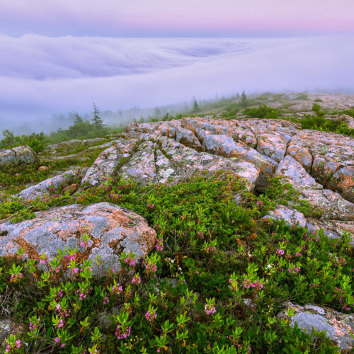 Flowering shrubs and fog are common during Acadia’s summers. Here, sheep laurel blooms along one of Cadillac Mountain’s ridges as fog blows in from the ocean below.
