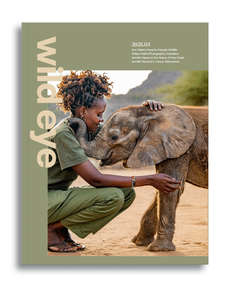 Wild Eye magazine cover page for Issue 2025.03
