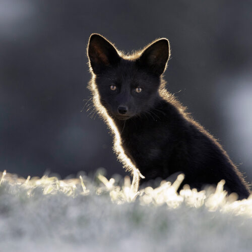 A small black fox peers into the camera from a distant snowy patch of grass