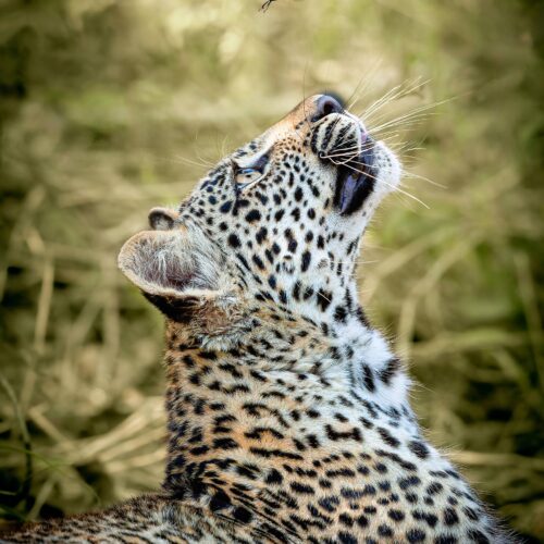 A side portrait of a young cheetah looking upwards at a large bug hovering above the tip of its nose, with the tongue slightly sticking out and whiskers animated.