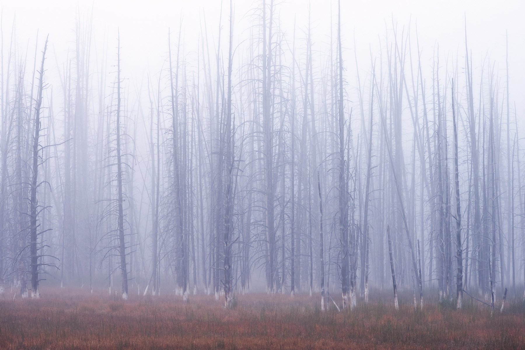 Yellowstone National Park, Wyoming A foggy morning blankets a grove of “bobby socks” trees. Geothermal activity around the trees leads to minerals blocking the water channels, eventually killing them and leaving behind a striking white mineral deposit at the base of the trees, creating a sock-like appearance.