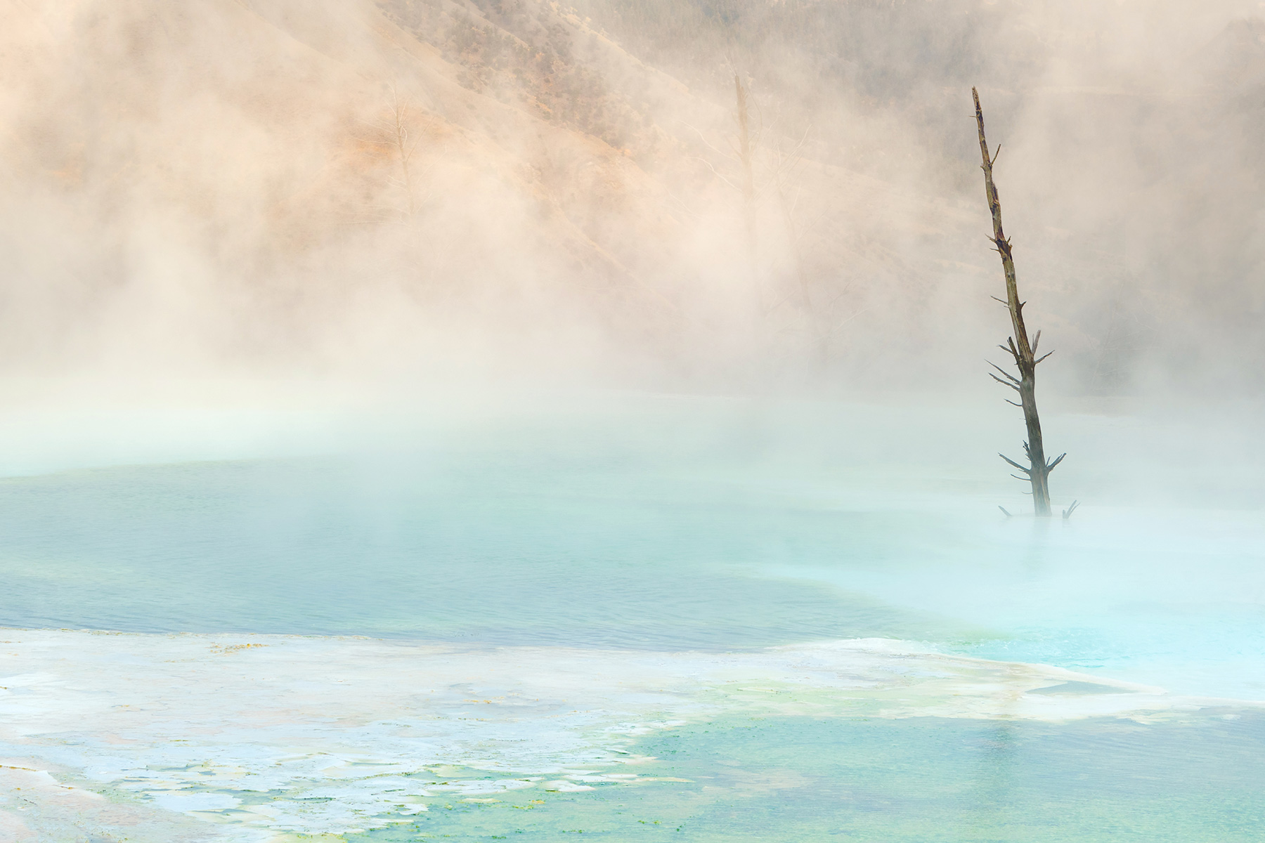Yellowstone National Park, Wyoming A dead tree, succumbing to the heat and mineral-laden waters of the springs, stands alone amidst the pastel-colored, pool-filled upper terraces of Mammoth Hot Springs.
