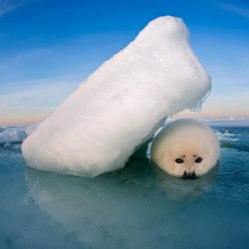 Magdalen Island, Gulf of St. Lawrence A harp seal pup called a “white coat” seeks shelter from the relentless winds that scour the sea ice nursery. When mothers return to nurse their pups, they become living, warm, wind-barriers for their pups.