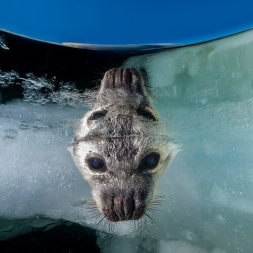 Gulf of St. Lawrence, Canada A weaned pup entering molt peers into the sea looking for a mother that has left to mate and migrate North.