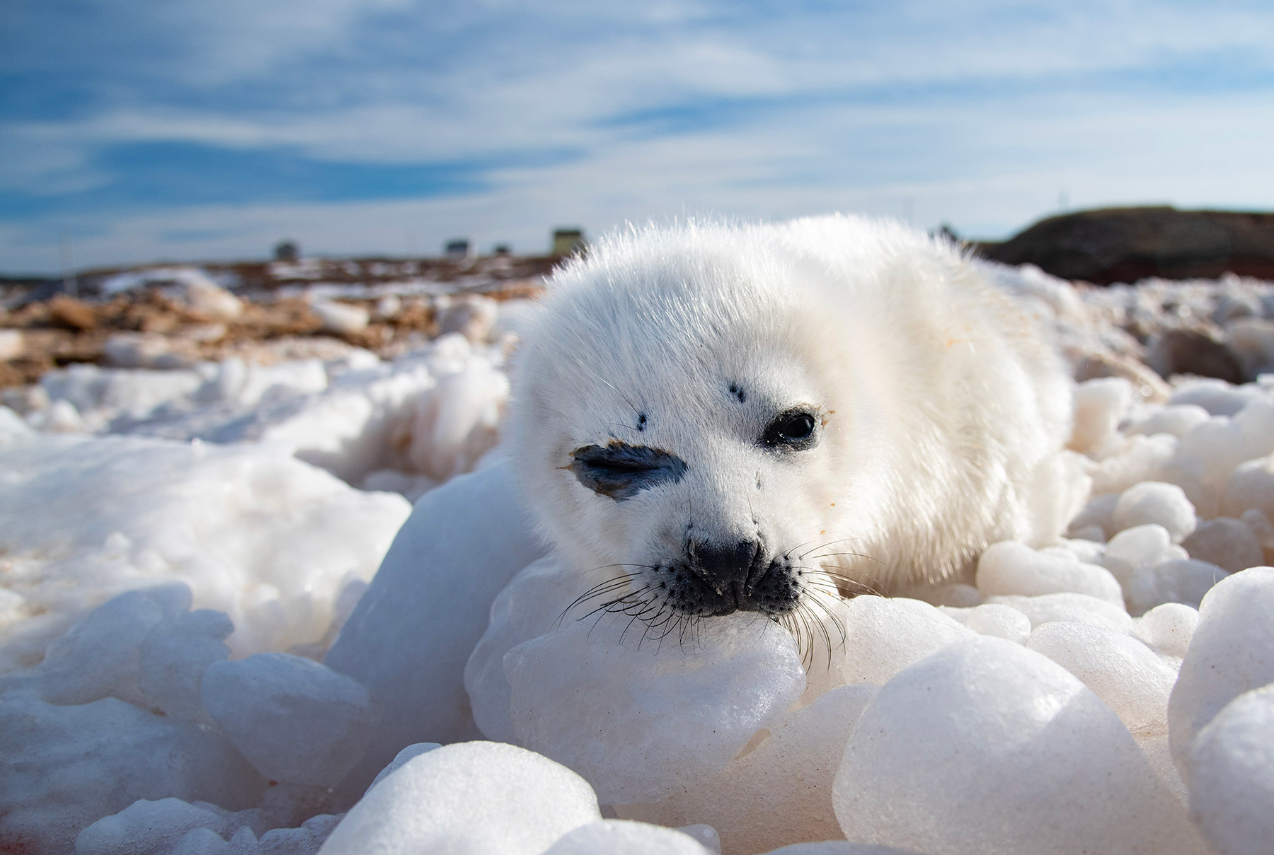Magdalen Island, Canada A pup birthed and abandoned by ice-desperate mothers on a Magdalen Island beach appears rested, settled, and safe, but the opposite is true. Pups are adapted for ice but not the sand that enters their eyes and orifices causing infections that add torment to these starving newborn pups.