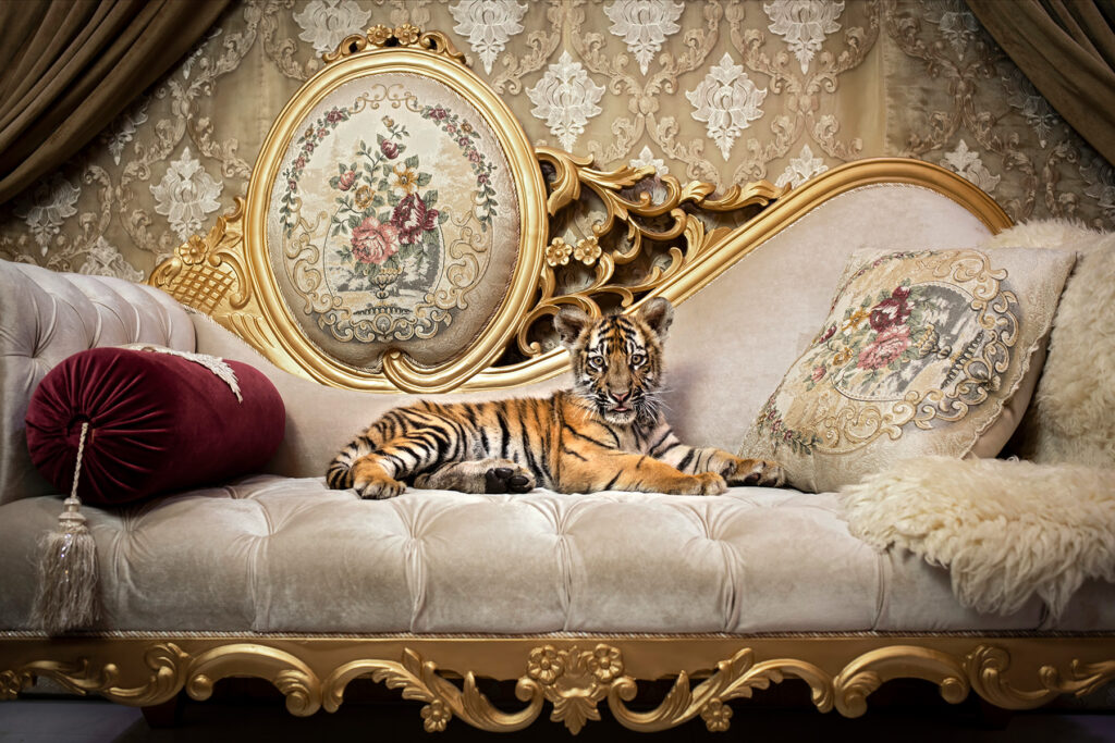 Photo by Aaron-Gekoski of a Bengal tiger resting on a bed indoors in Pakistan.