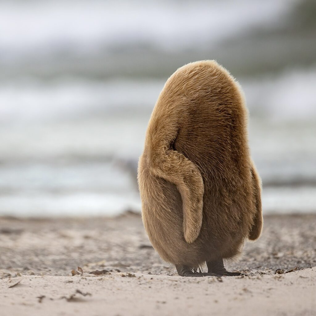 Photo by Brian Matthews of a King Penguin tucking its head into its body to stay warm.