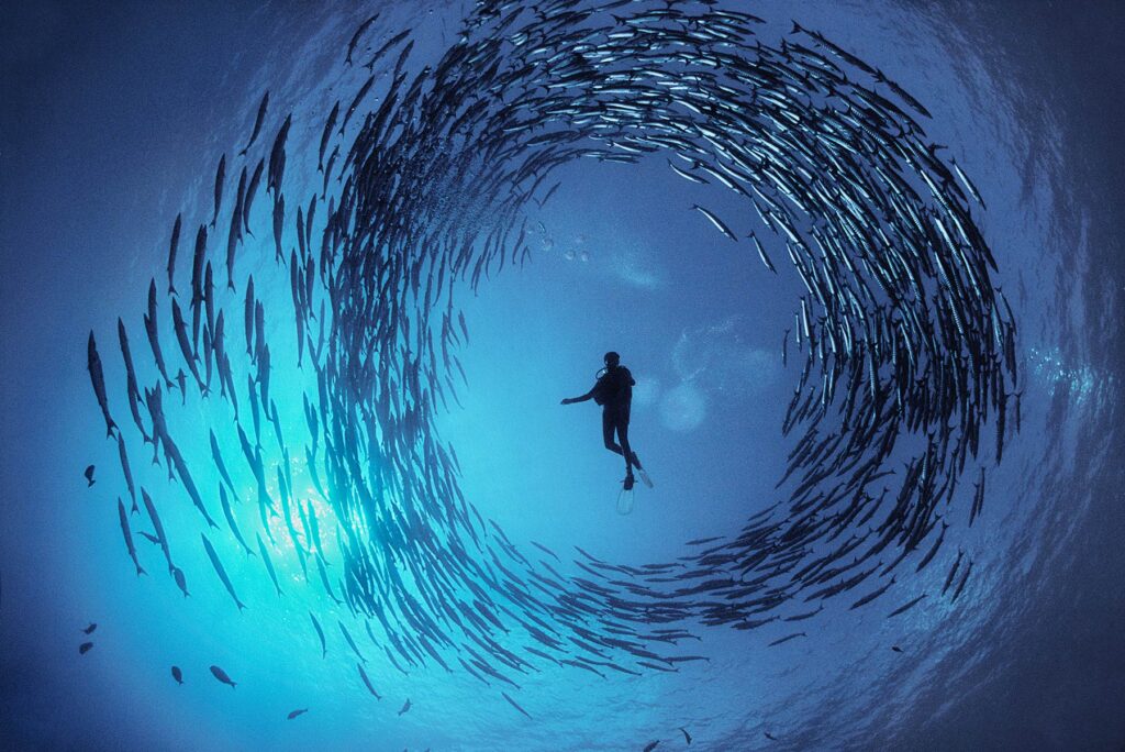 Photo by David Doubilet of a school of barracuda circling a diver in Papua New Guinea.