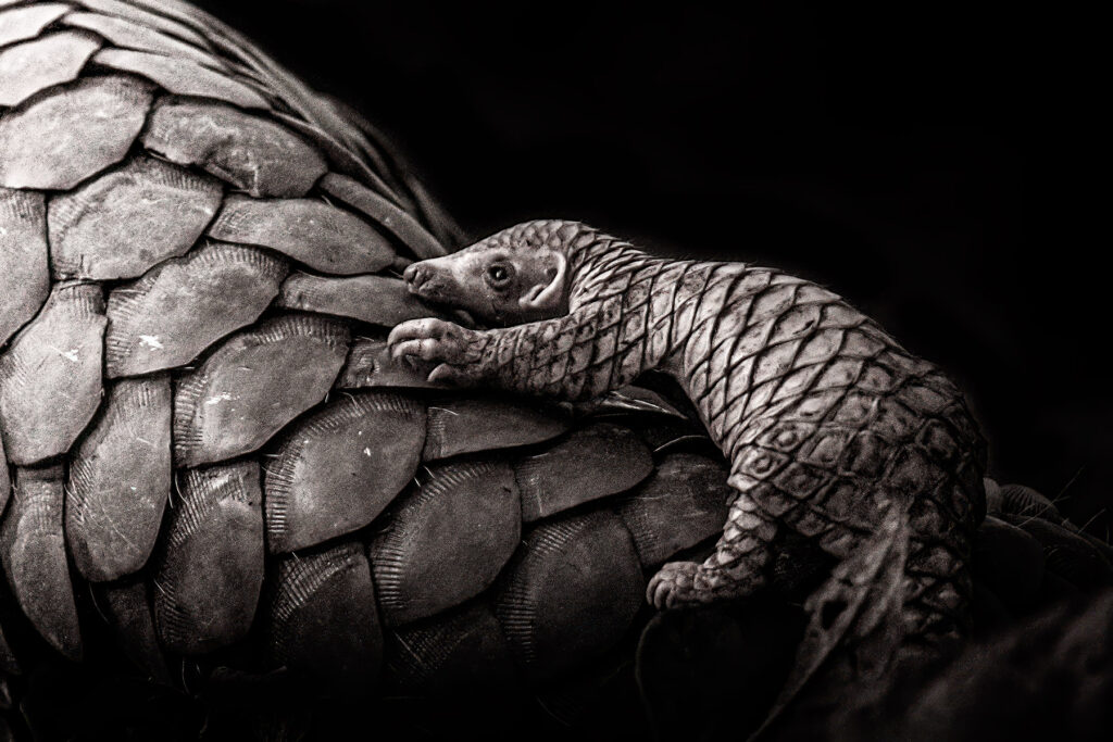 Photo by Heshan Peiris of a baby Pangolin climbing on mother.